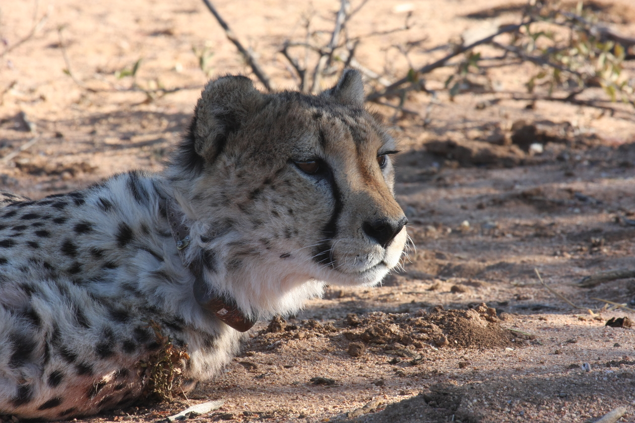 [1414] 2016_06_22_03_05_21_Africa_Canon_EOS_40D_IMG__07740.jpg