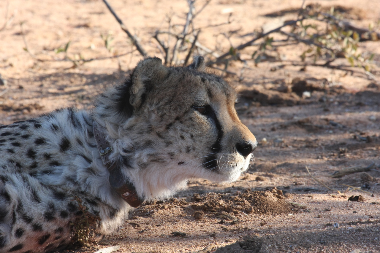 [1422] 2016_06_22_03_05_26_Africa_Canon_EOS_40D_IMG__00296.jpg