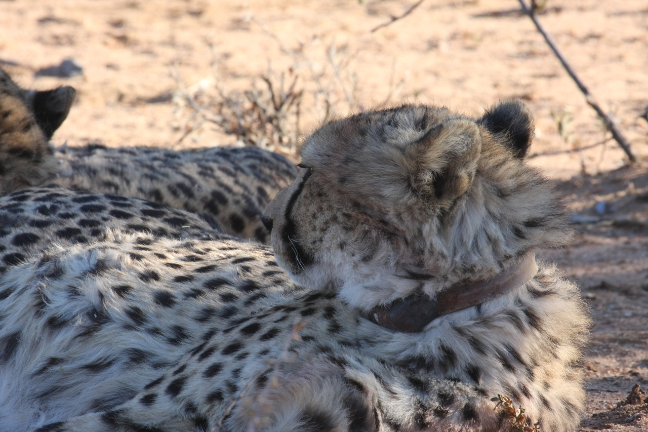 [1425] 2016_06_22_03_05_46_Africa_Canon_EOS_40D_IMG__00297.jpg