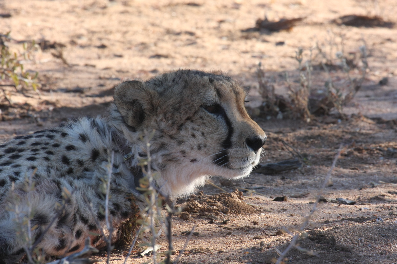 [1430] 2016_06_22_03_06_07_Africa_Canon_EOS_40D_IMG__00280.jpg