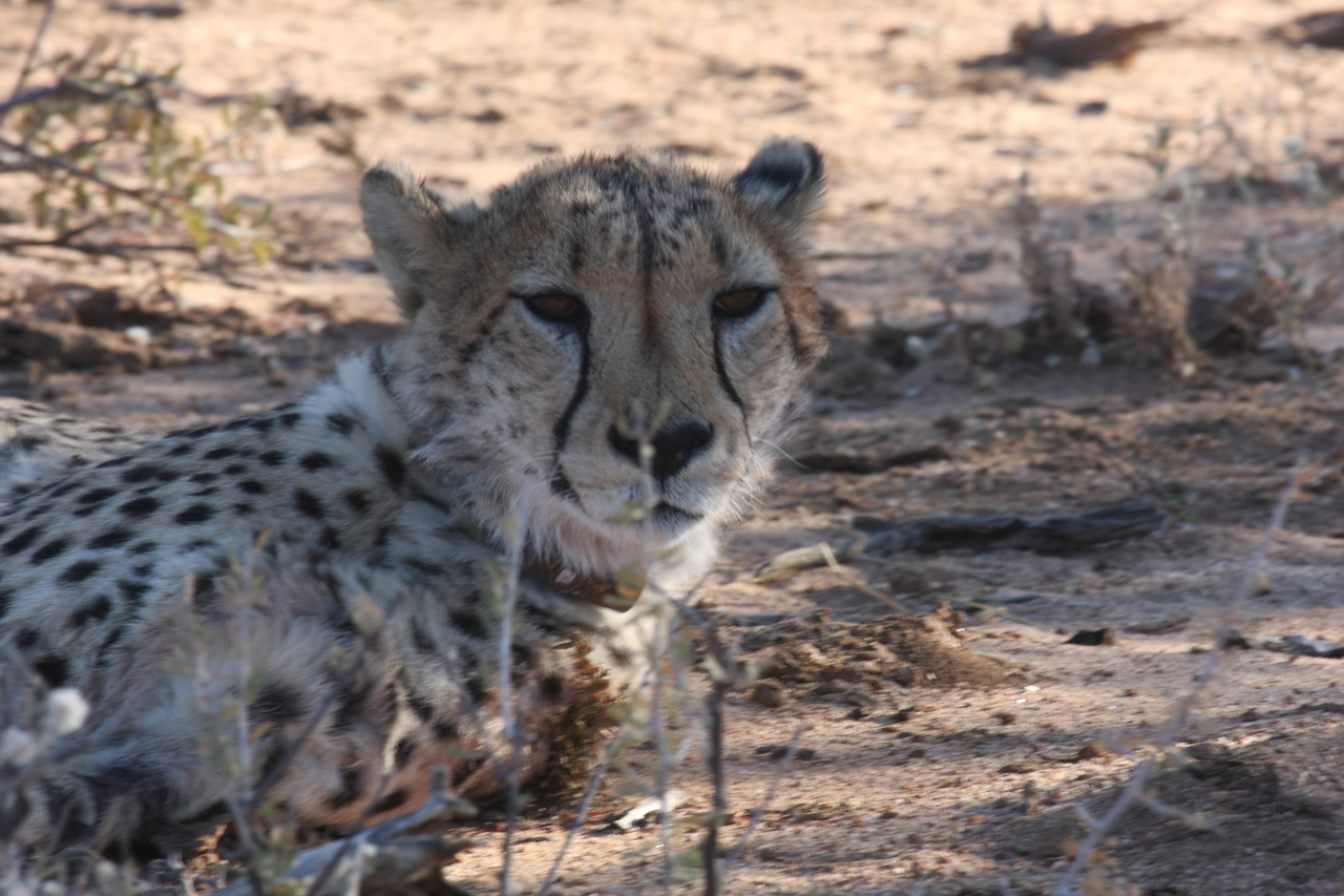 [1435] 2016_06_22_03_06_13_Africa_Canon_EOS_40D_IMG__00300.jpg