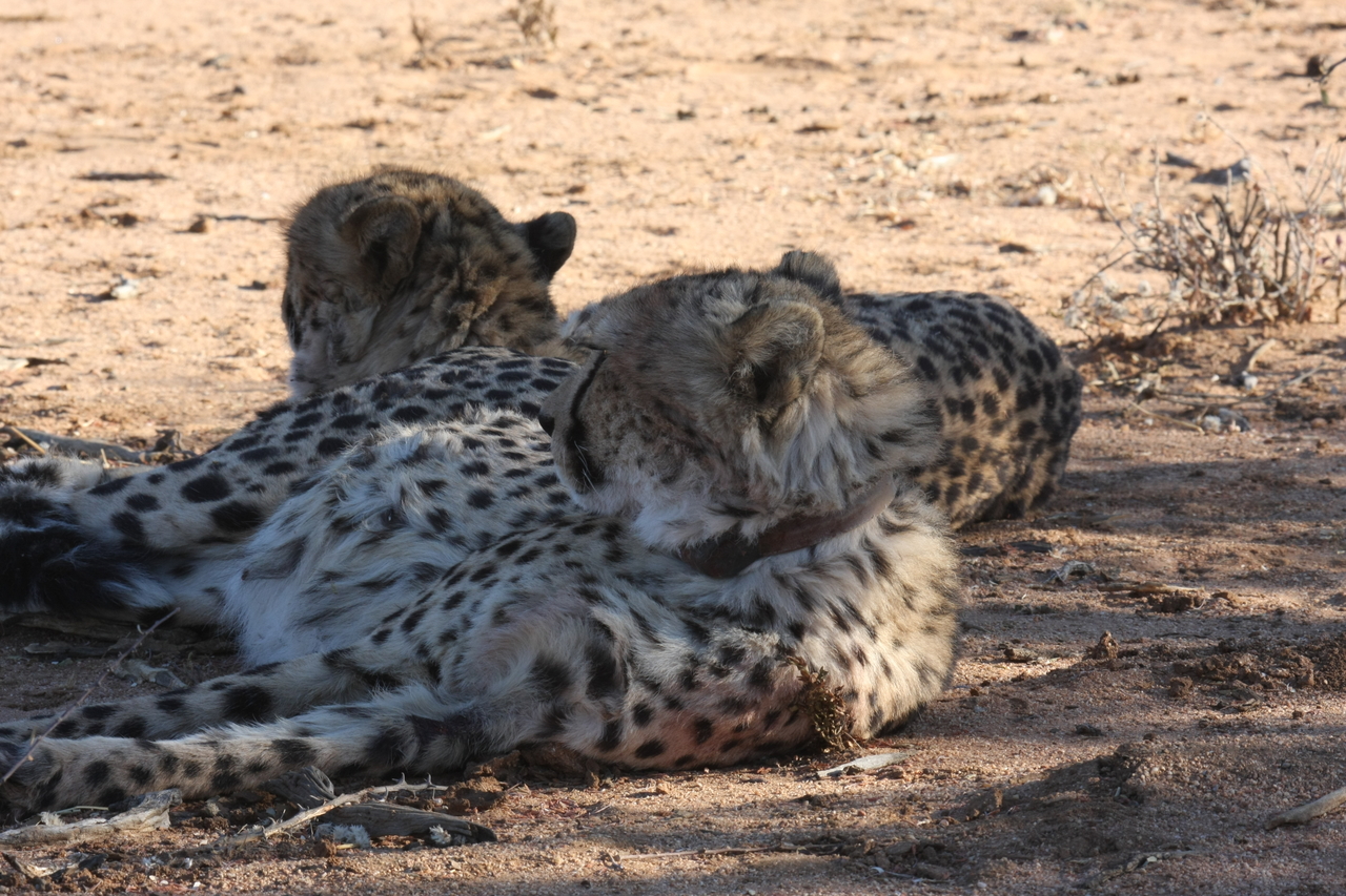 [1453] 2016_06_22_03_07_05_Africa_Canon_EOS_40D_IMG__07753.jpg