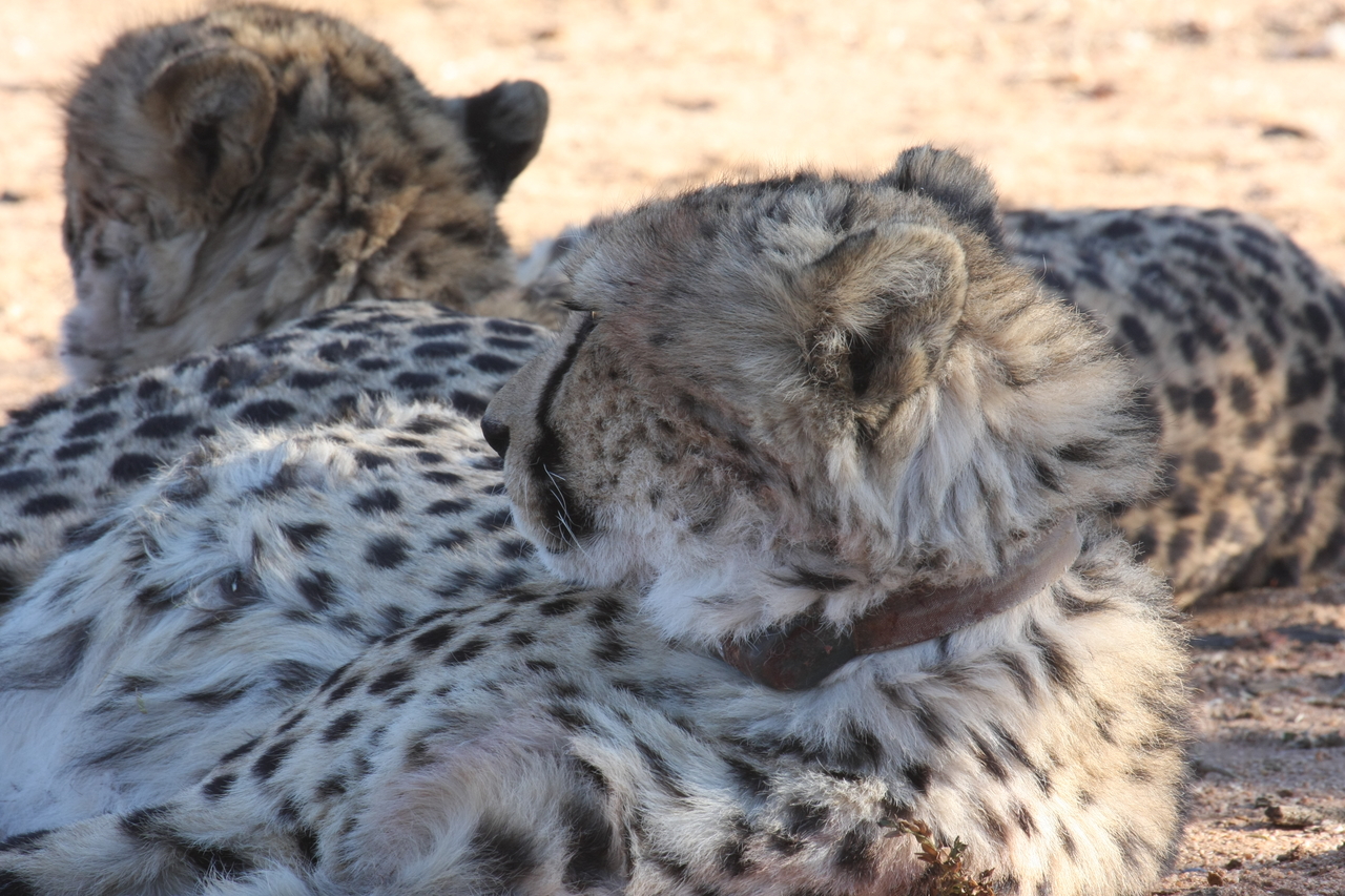 [1454] 2016_06_22_03_07_13_Africa_Canon_EOS_40D_IMG__00288.jpg