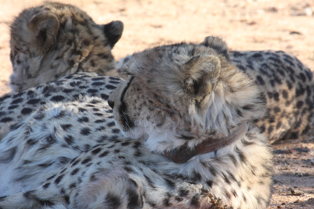 [1455] 2016_06_22_03_07_13_Africa_Canon_EOS_40D_IMG__00289.jpg