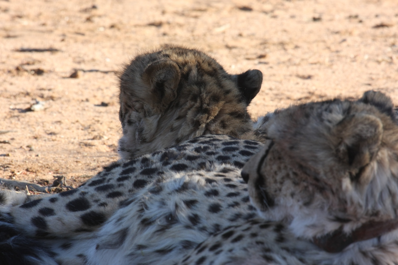 [1464] 2016_06_22_03_07_20_Africa_Canon_EOS_40D_IMG__07756.jpg