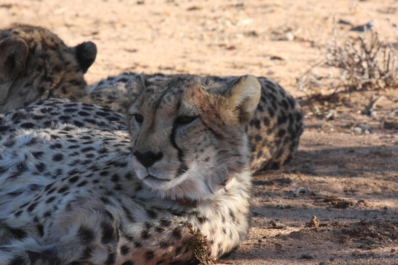 [1473] 2016_06_22_03_07_31_Africa_Canon_EOS_40D_IMG__00313.jpg