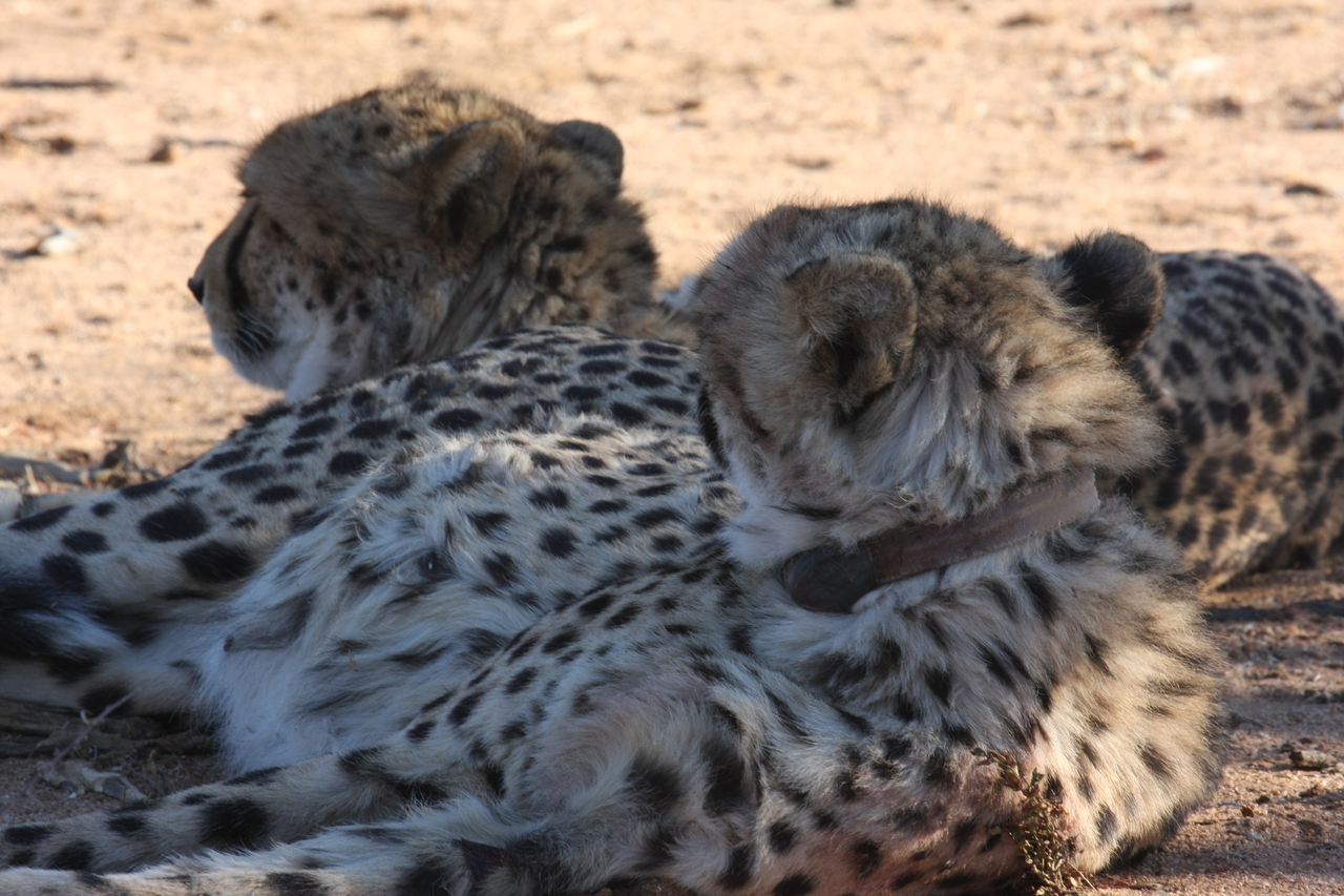 [1479] 2016_06_22_03_07_39_Africa_Canon_EOS_40D_IMG__07761.jpg