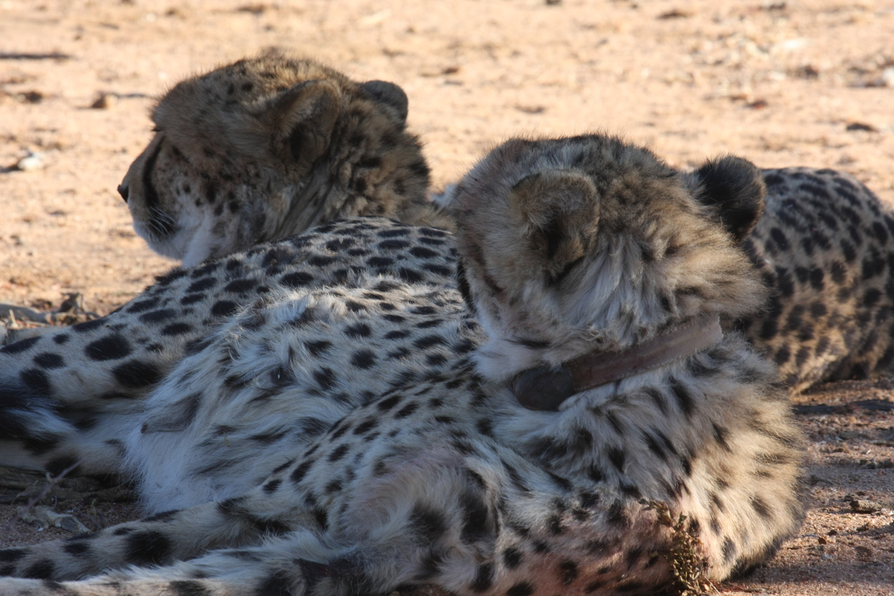 [1480] 2016_06_22_03_07_39_Africa_Canon_EOS_40D_IMG__07762.jpg