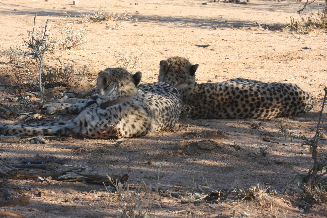 [1481] 2016_06_22_03_08_03_Africa_Canon_EOS_40D_IMG__00297.jpg