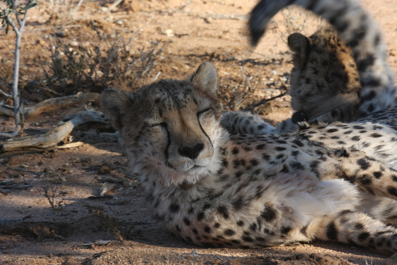 [1518] 2016_06_22_03_11_45_Africa_Canon_EOS_40D_IMG__00308.jpg