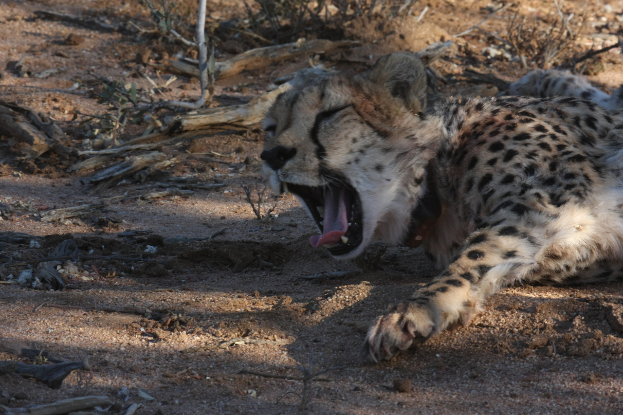 [1526] 2016_06_22_03_11_46_Africa_Canon_EOS_40D_IMG__07776.jpg