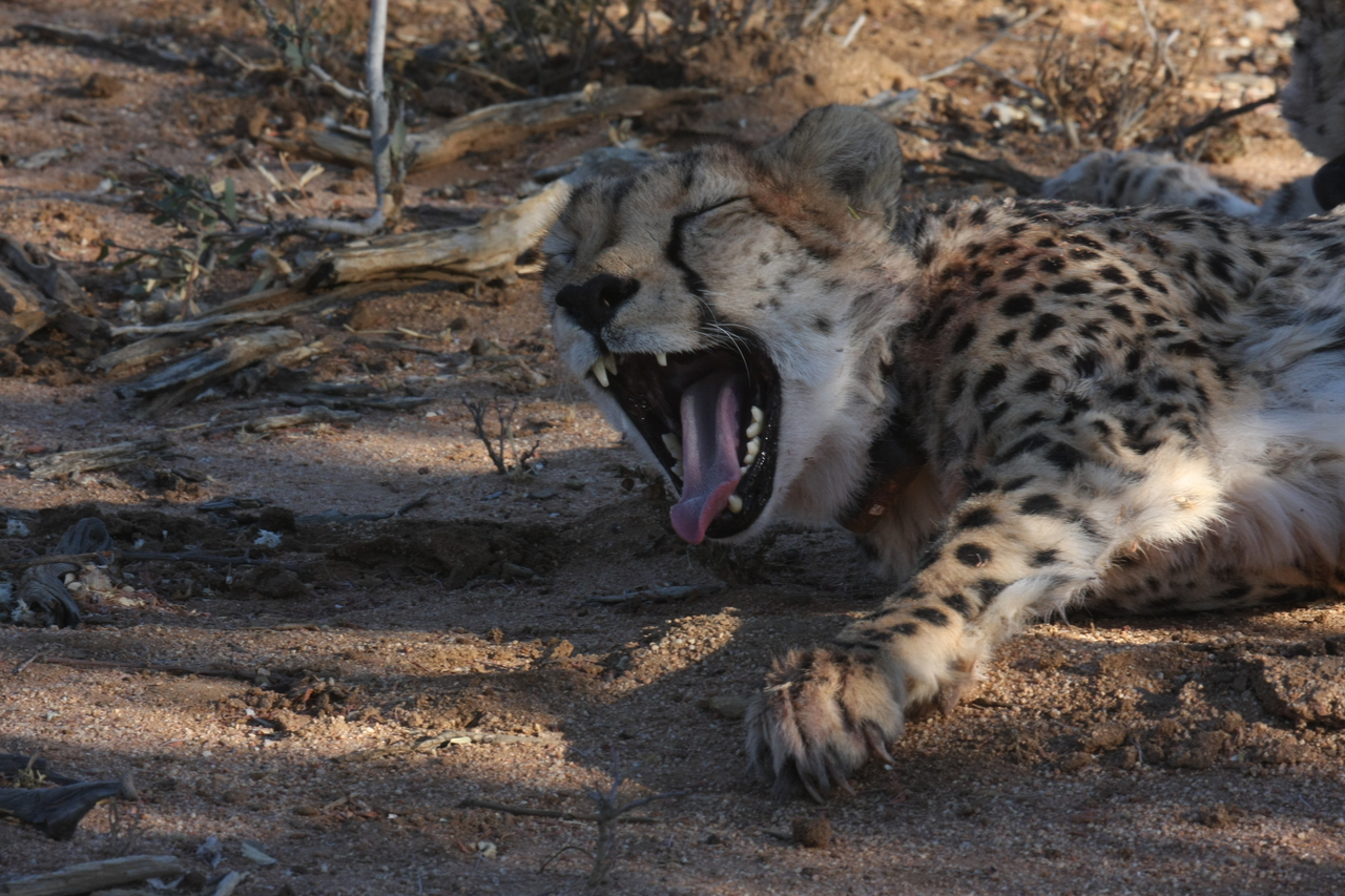 [1527] 2016_06_22_03_11_47_Africa_Canon_EOS_40D_IMG__00311.jpg