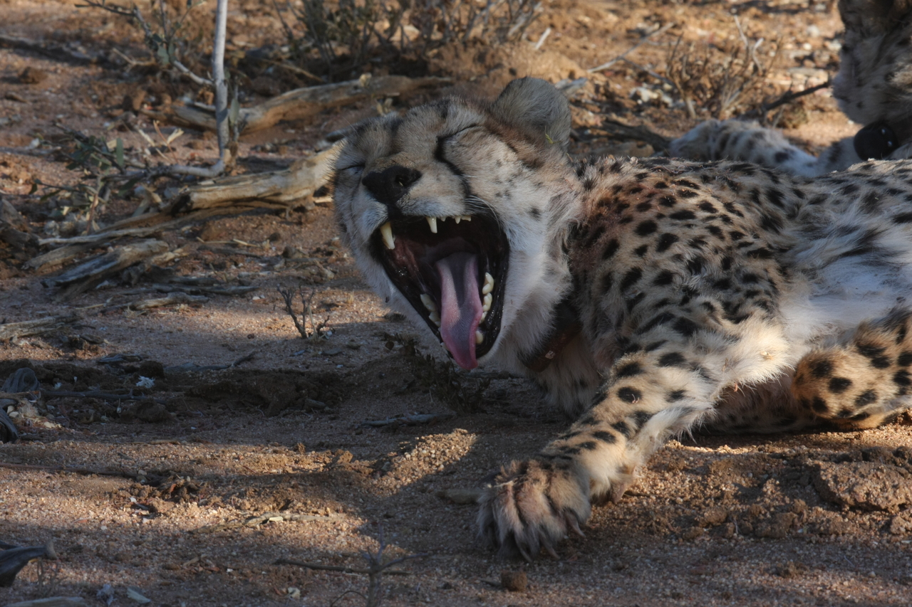 [1528] 2016_06_22_03_11_47_Africa_Canon_EOS_40D_IMG__00312.jpg