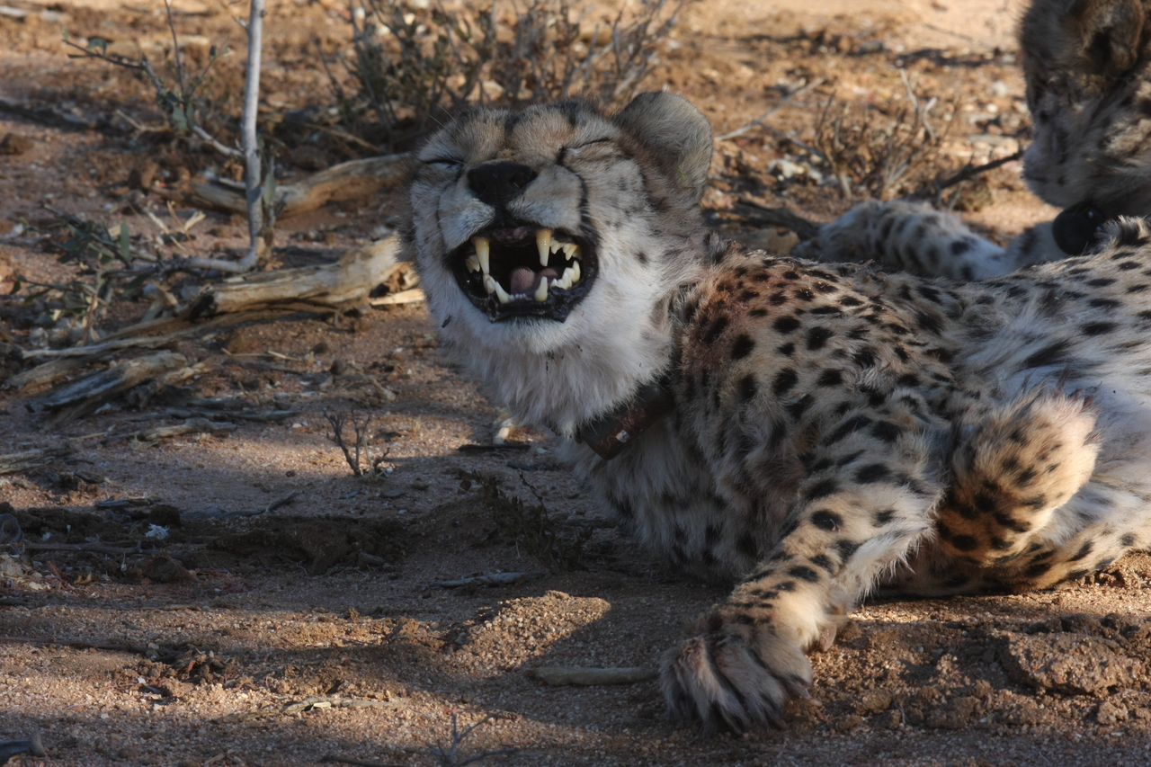 [1543] 2016_06_22_03_11_48_Africa_Canon_EOS_40D_IMG__07781.jpg