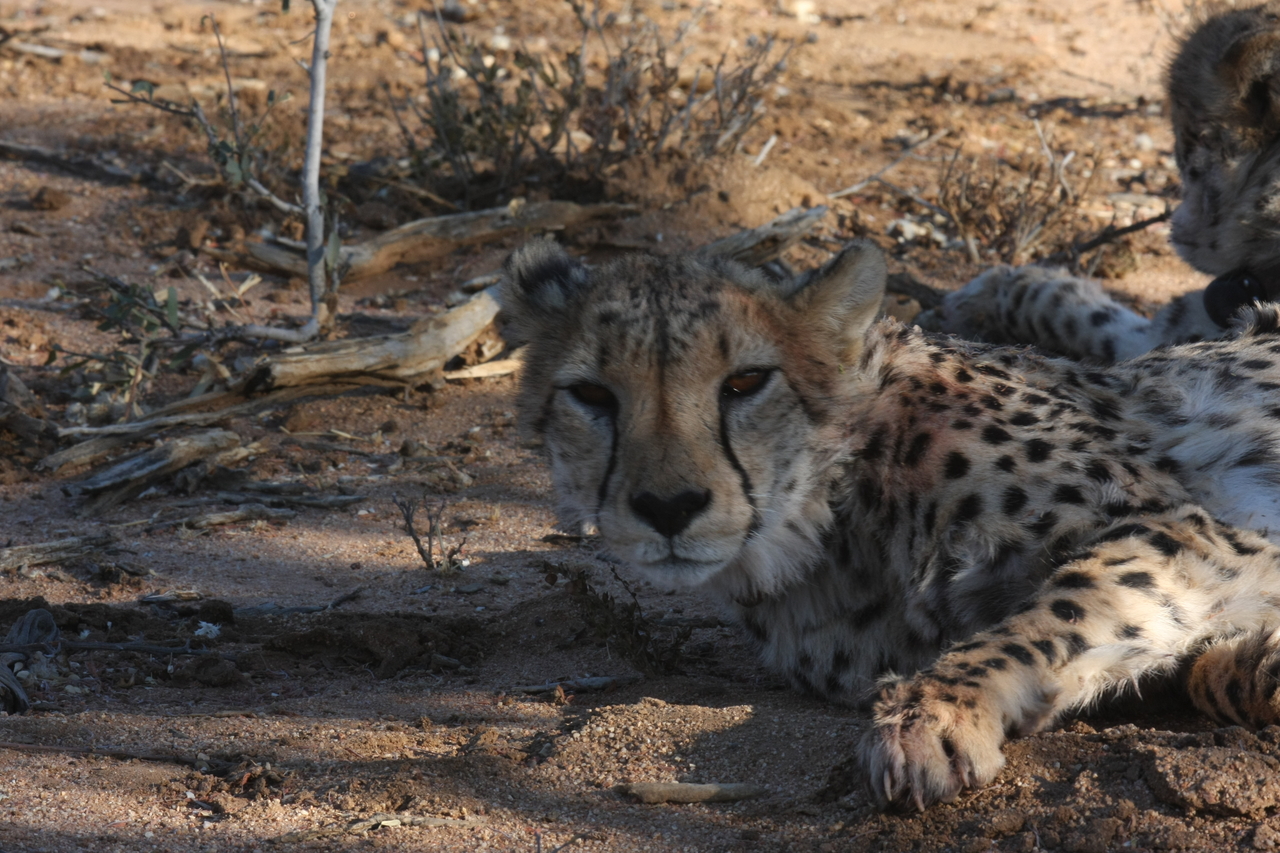 [1548] 2016_06_22_03_11_50_Africa_Canon_EOS_40D_IMG__00337.jpg