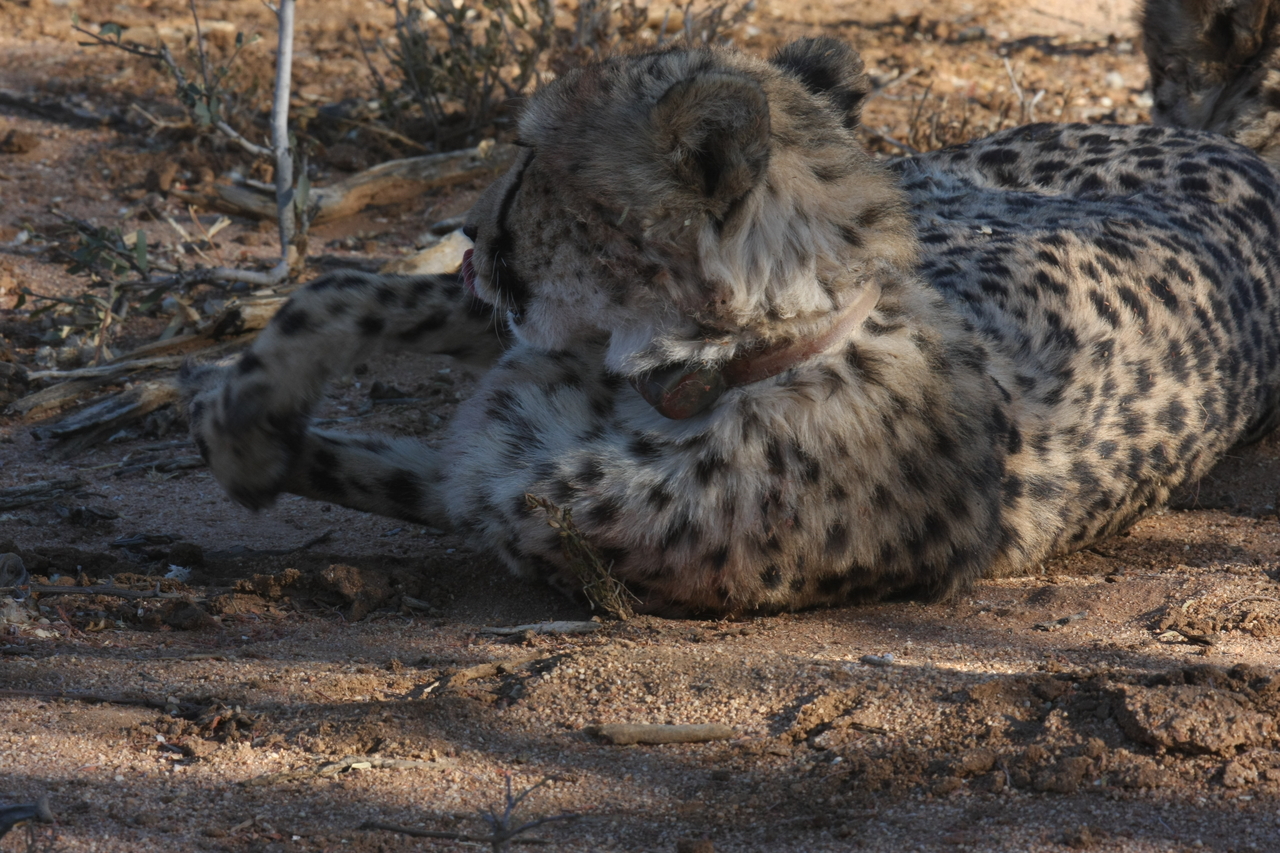 [1559] 2016_06_22_03_11_53_Africa_Canon_EOS_40D_IMG__00321.jpg