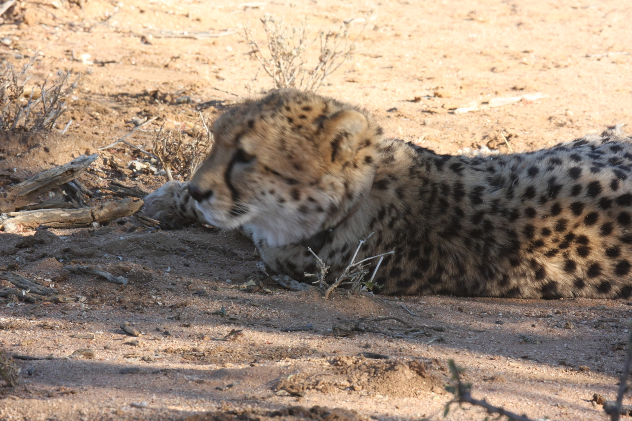 [1571] 2016_06_22_03_12_42_Africa_Canon_EOS_40D_IMG__00341.jpg