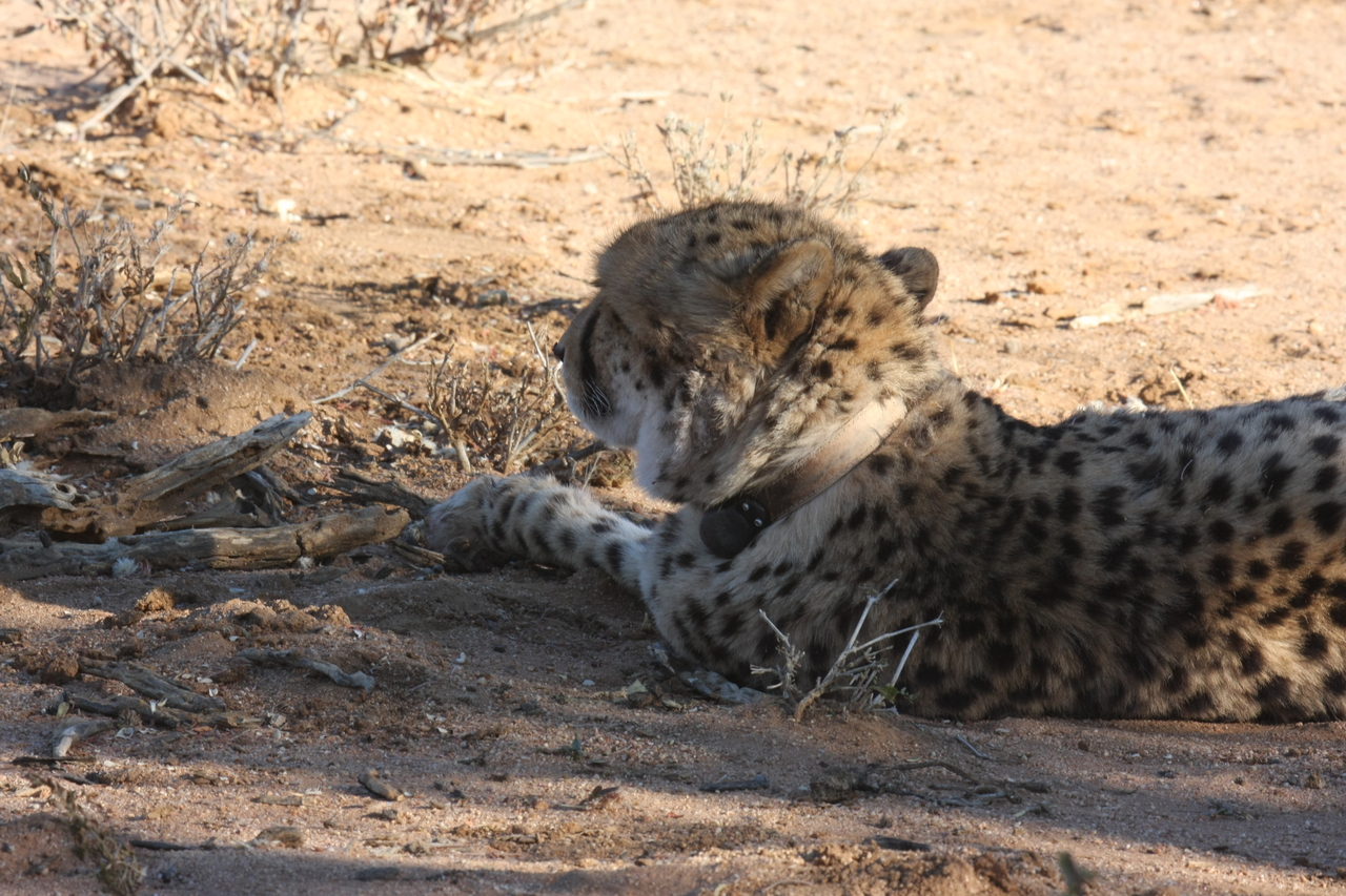 [1577] 2016_06_22_03_12_50_Africa_Canon_EOS_40D_IMG__07789.jpg