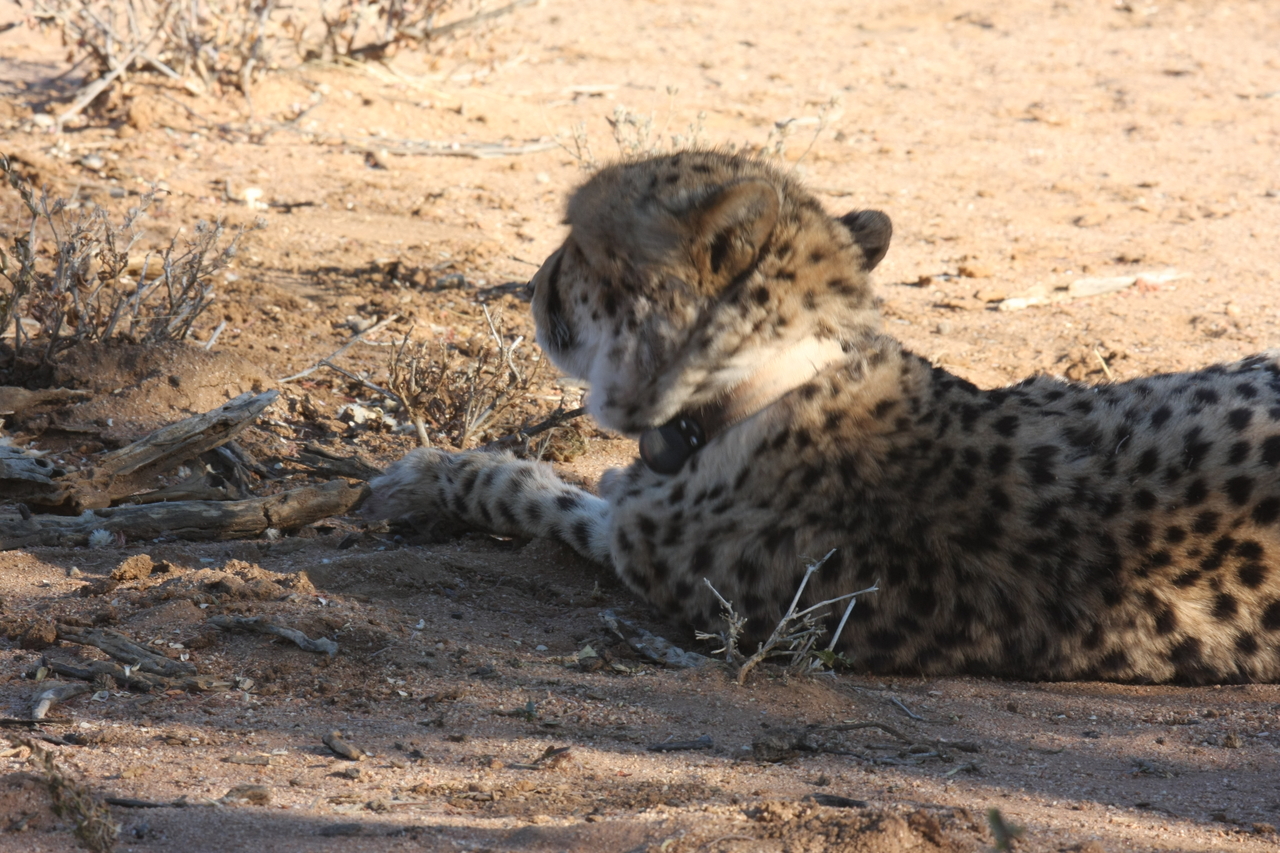 [1578] 2016_06_22_03_12_50_Africa_Canon_EOS_40D_IMG__07790.jpg