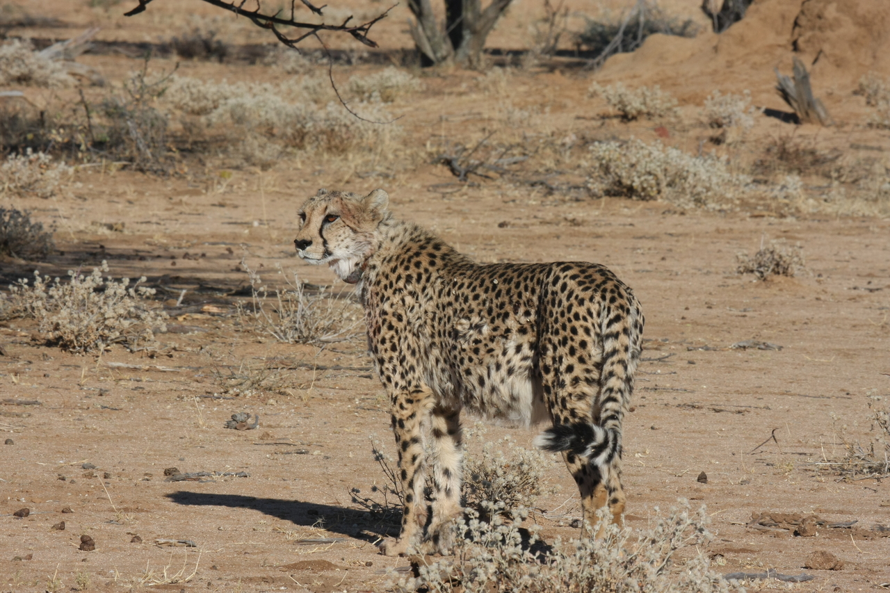 [1587] 2016_06_22_03_12_59_Africa_Canon_EOS_40D_IMG__07791.jpg