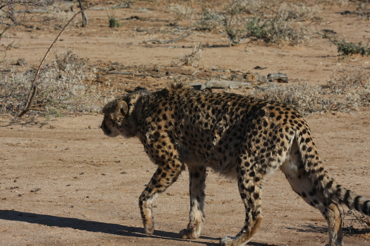 [1594] 2016_06_22_03_13_08_Africa_Canon_EOS_40D_IMG__00347.jpg