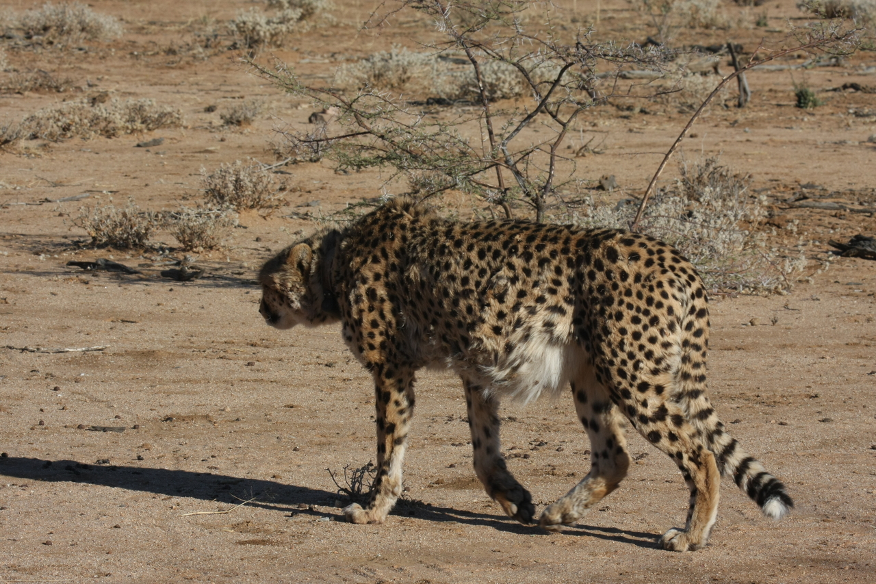 [1598] 2016_06_22_03_13_09_Africa_Canon_EOS_40D_IMG__00330.jpg