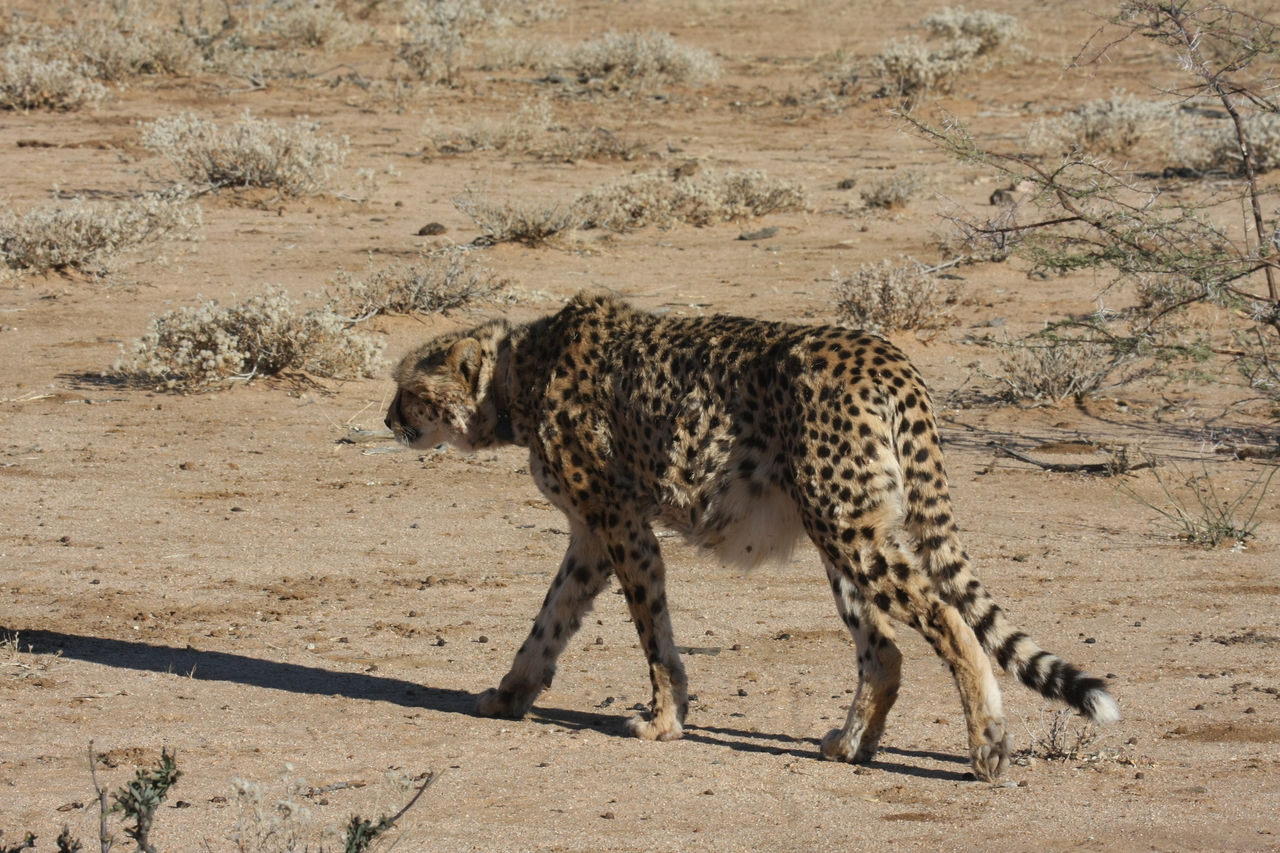 [1604] 2016_06_22_03_13_11_Africa_Canon_EOS_40D_IMG__00351.jpg