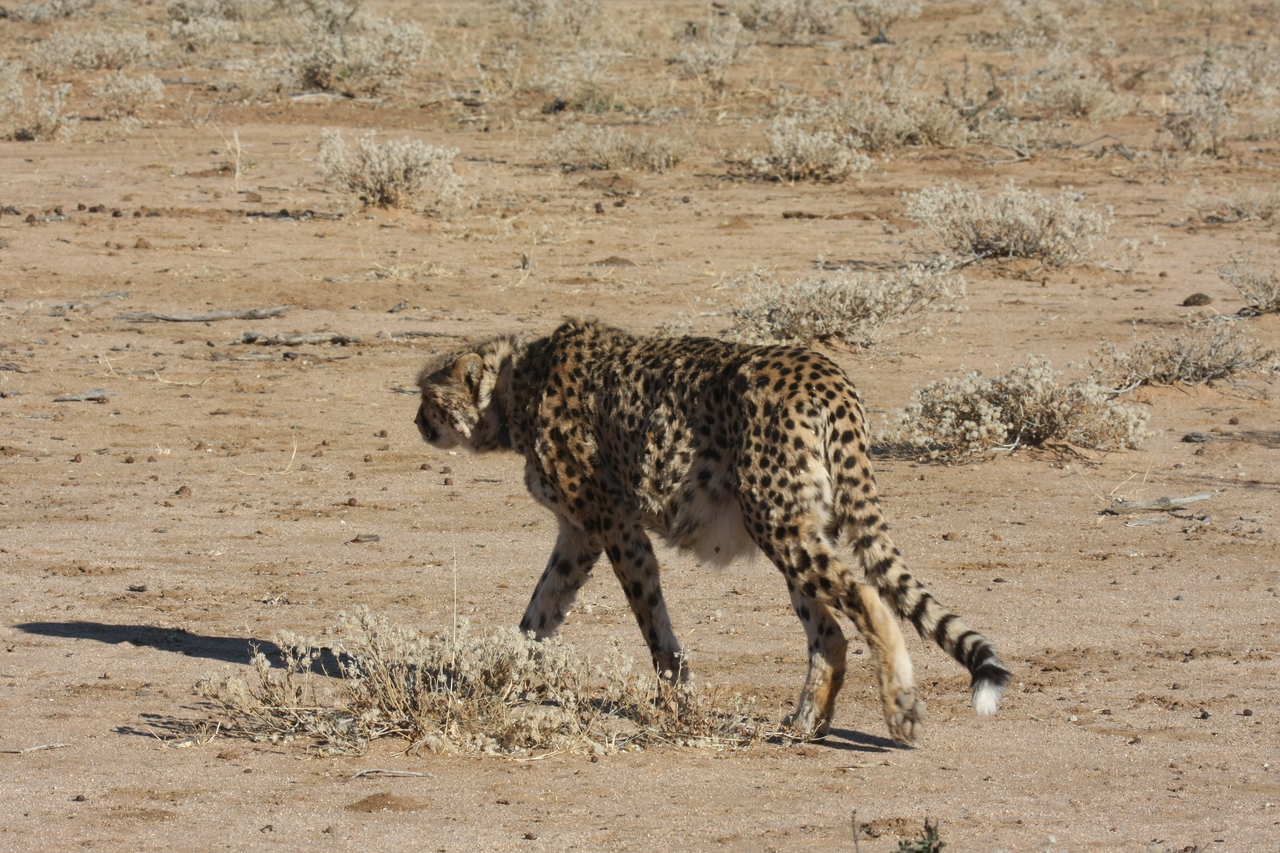 [1611] 2016_06_22_03_13_14_Africa_Canon_EOS_40D_IMG__00353.jpg