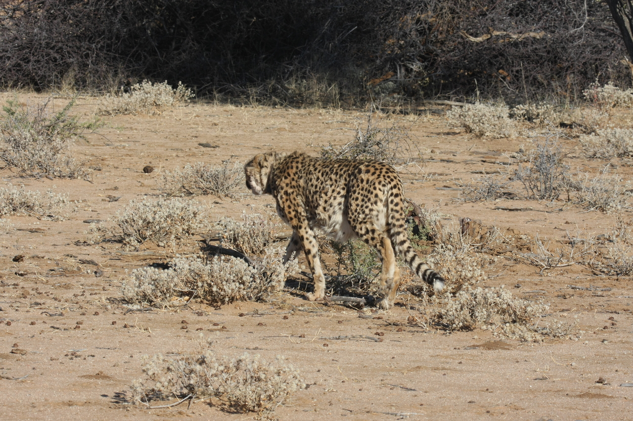 [1614] 2016_06_22_03_13_26_Africa_Canon_EOS_40D_IMG__00336.jpg