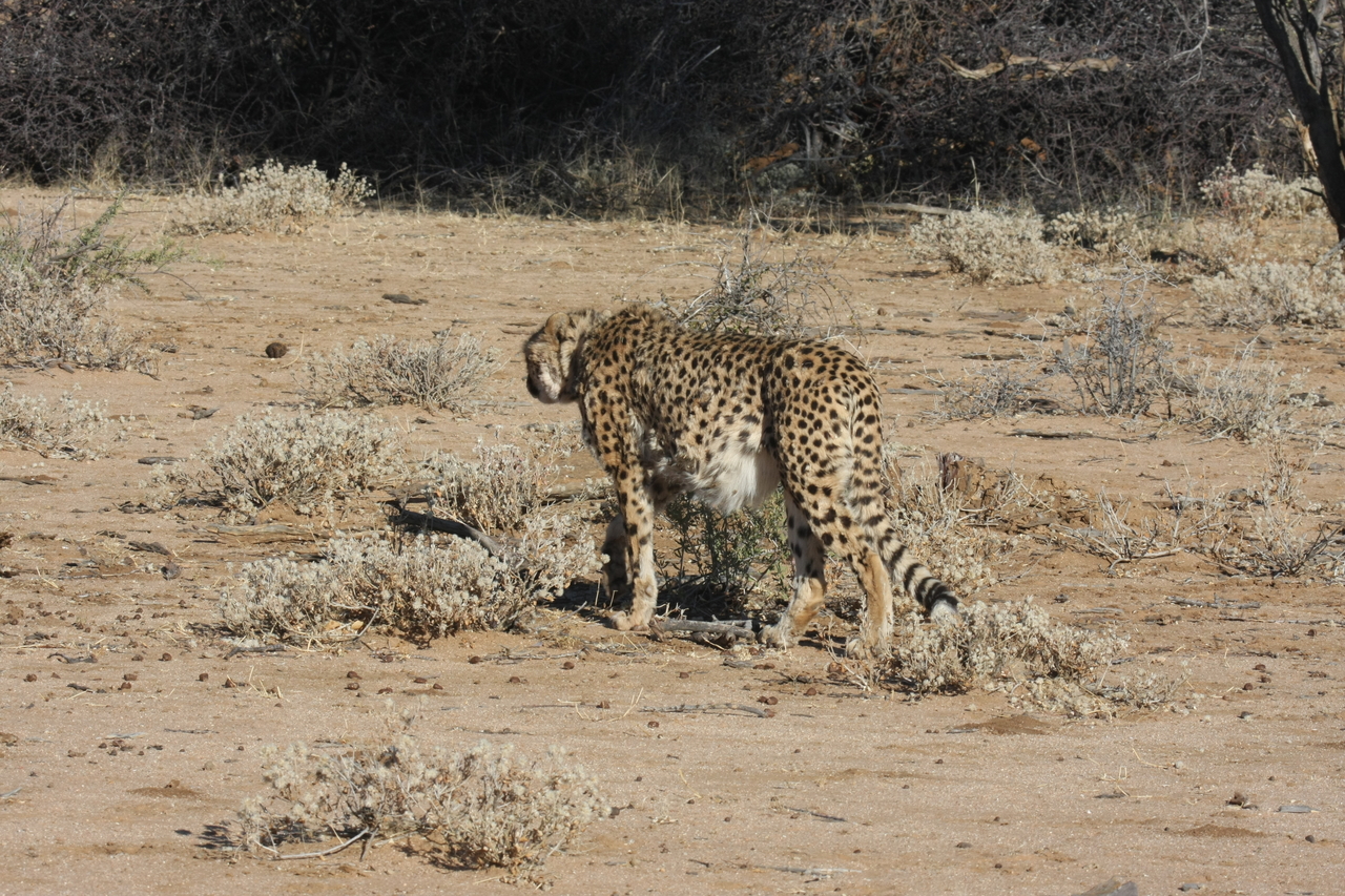 [1615] 2016_06_22_03_13_26_Africa_Canon_EOS_40D_IMG__00354.jpg