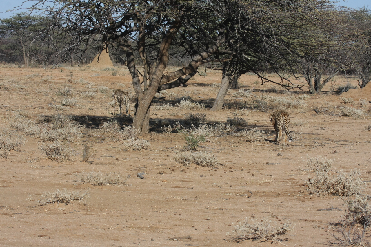 [1623] 2016_06_22_03_13_57_Africa_Canon_EOS_40D_IMG__00339.jpg