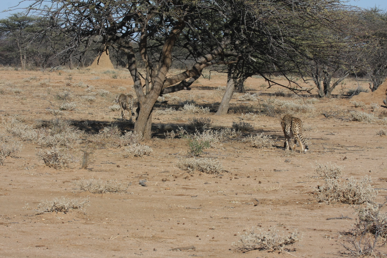 [1624] 2016_06_22_03_13_57_Africa_Canon_EOS_40D_IMG__00357.jpg
