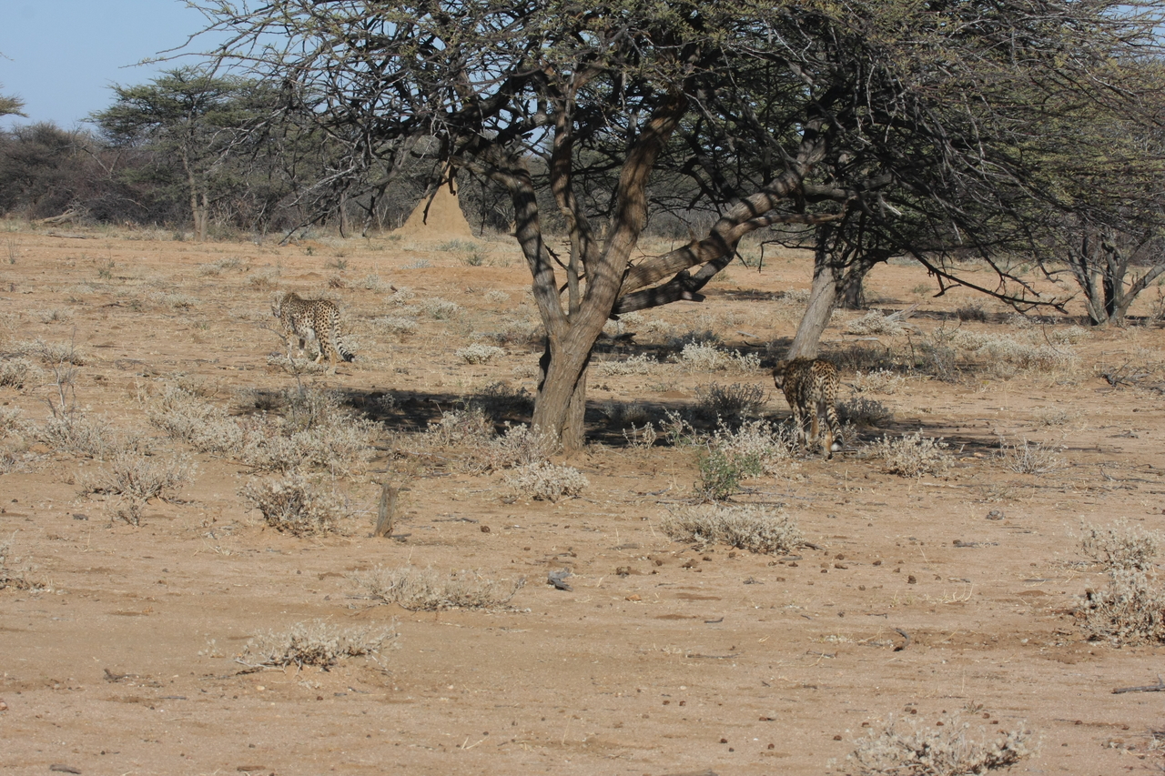 [1634] 2016_06_22_03_14_02_Africa_Canon_EOS_40D_IMG__00342.jpg