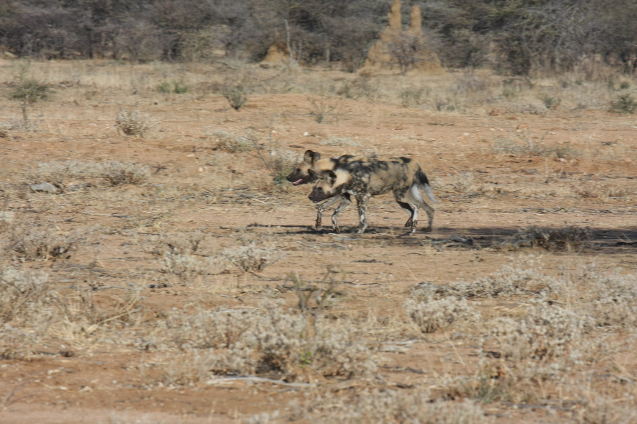 [1650] 2016_06_22_03_18_57_Africa_Canon_EOS_40D_IMG__00363.jpg