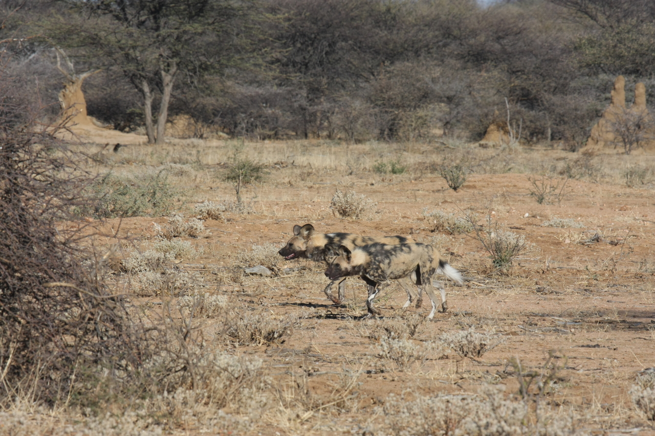 [1655] 2016_06_22_03_18_58_Africa_Canon_EOS_40D_IMG__07811.jpg