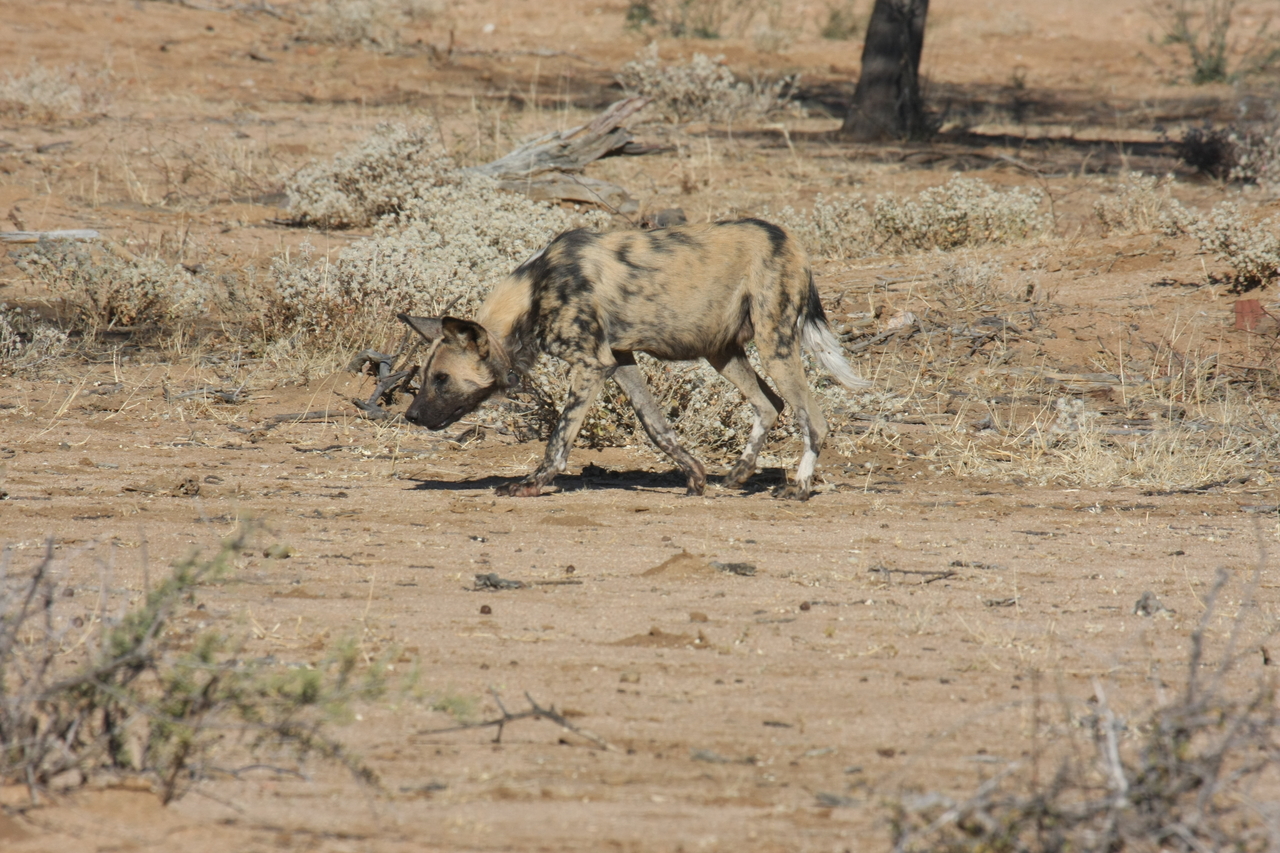 [1659] 2016_06_22_03_19_35_Africa_Canon_EOS_40D_IMG__00365.jpg