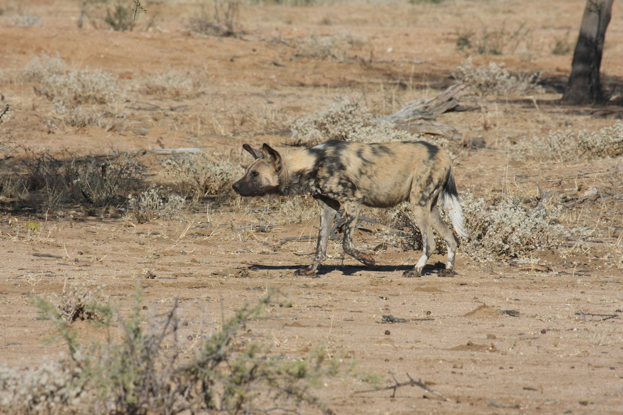 [1661] 2016_06_22_03_19_35_Africa_Canon_EOS_40D_IMG__00367.jpg