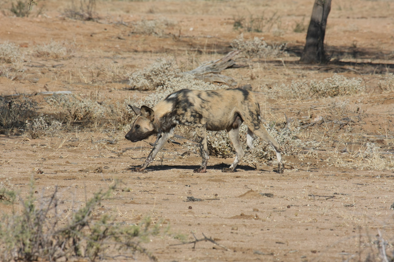 [1663] 2016_06_22_03_19_35_Africa_Canon_EOS_40D_IMG__07813.jpg