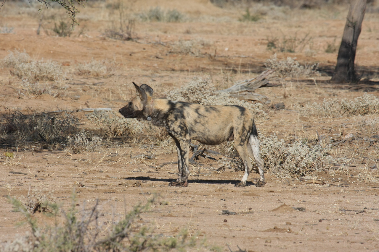 [1669] 2016_06_22_03_19_37_Africa_Canon_EOS_40D_IMG__00369.jpg