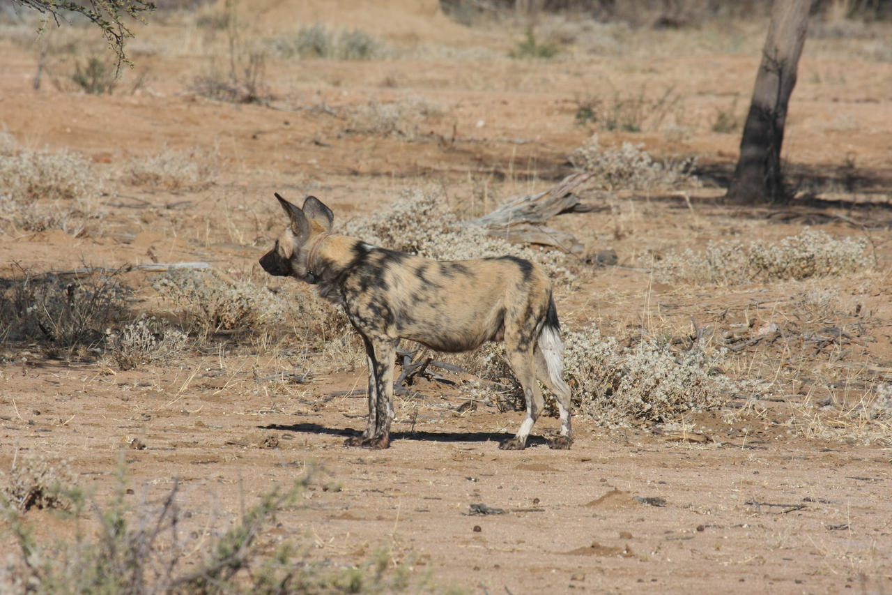 [1676] 2016_06_22_03_19_39_Africa_Canon_EOS_40D_IMG__07818.jpg