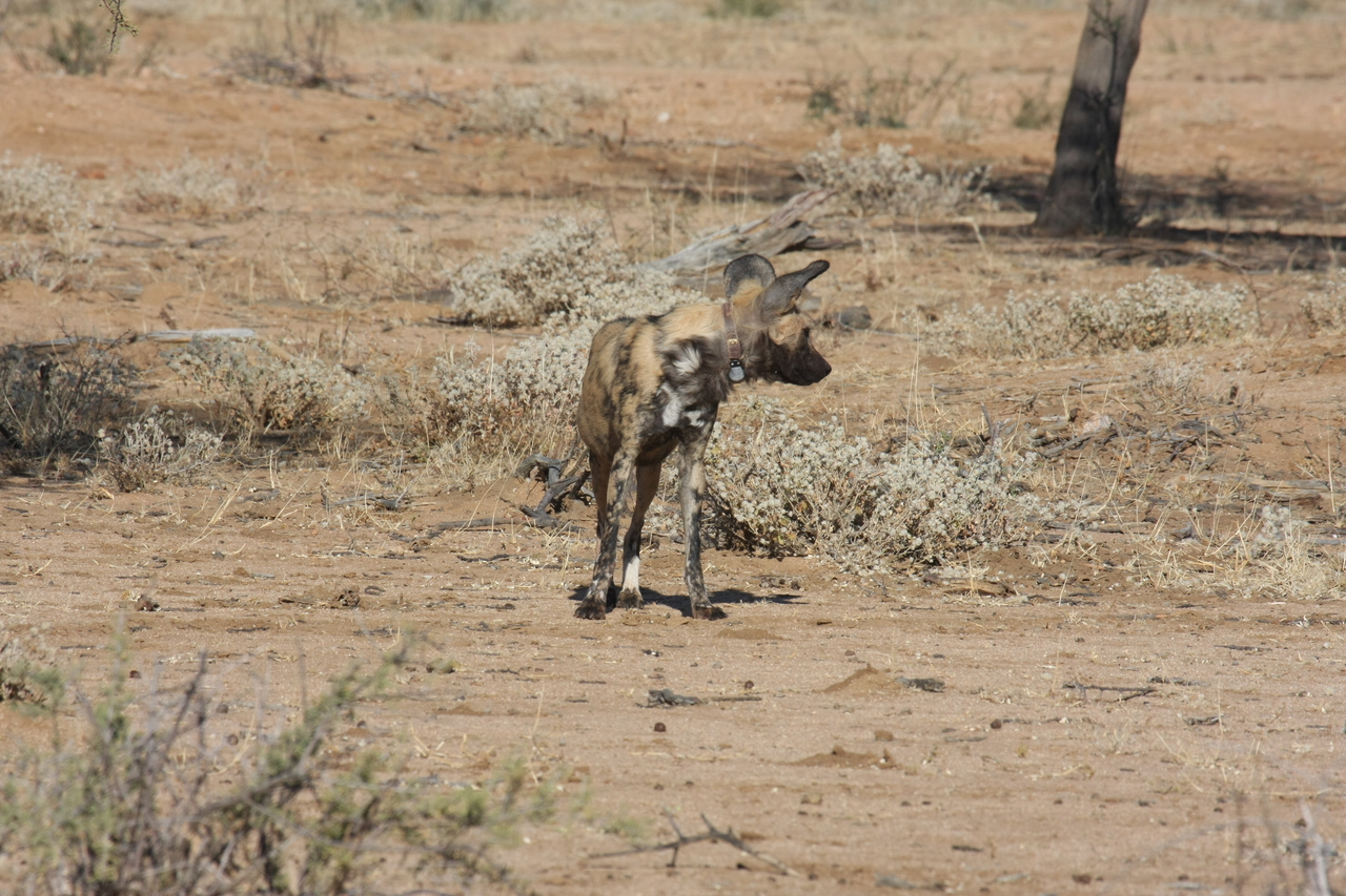 [1680] 2016_06_22_03_19_47_Africa_Canon_EOS_40D_IMG__00354.jpg