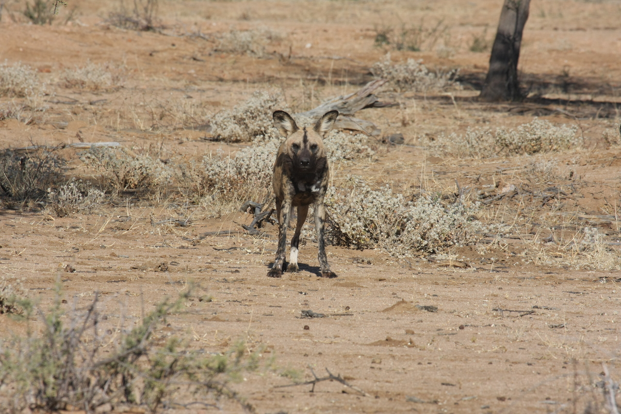 [1696] 2016_06_22_03_19_50_Africa_Canon_EOS_40D_IMG__07824.jpg