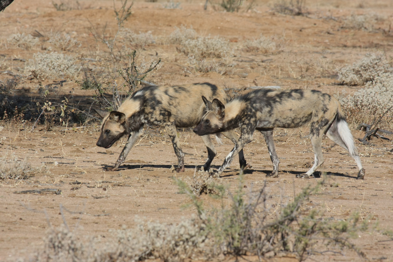 [1702] 2016_06_22_03_19_55_Africa_Canon_EOS_40D_IMG__00362.jpg