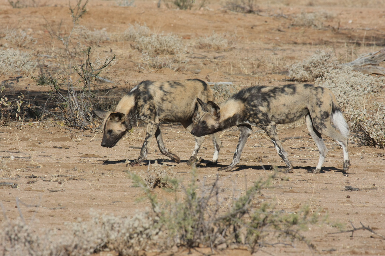 [1707] 2016_06_22_03_19_55_Africa_Canon_EOS_40D_IMG__07827.jpg