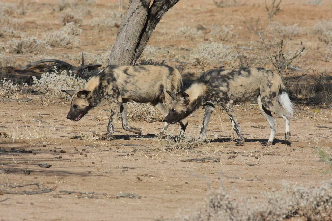 [1710] 2016_06_22_03_19_56_Africa_Canon_EOS_40D_IMG__00364.jpg