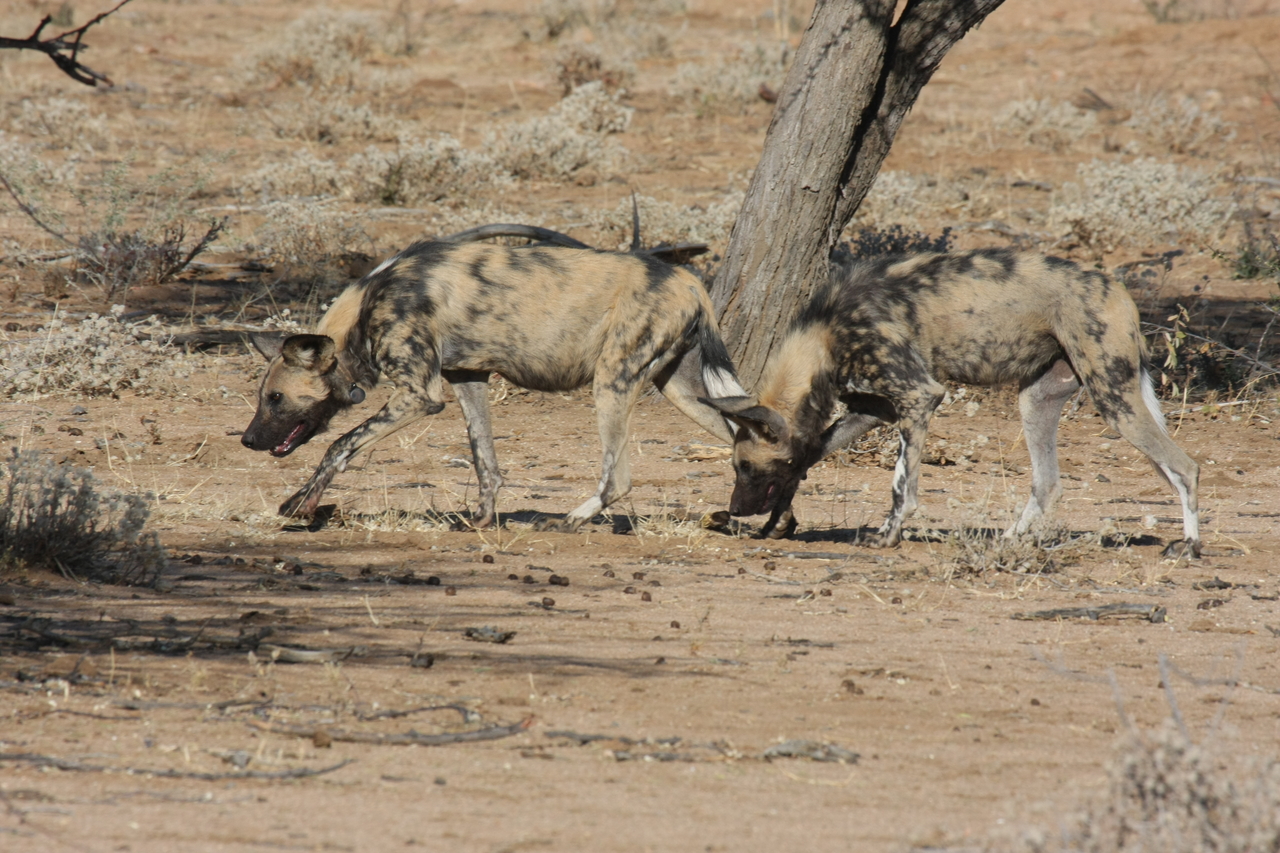 [1714] 2016_06_22_03_19_57_Africa_Canon_EOS_40D_IMG__00366.jpg