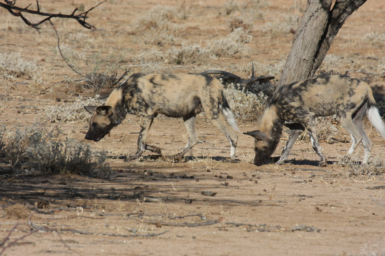 [1718] 2016_06_22_03_19_57_Africa_Canon_EOS_40D_IMG__00386.jpg