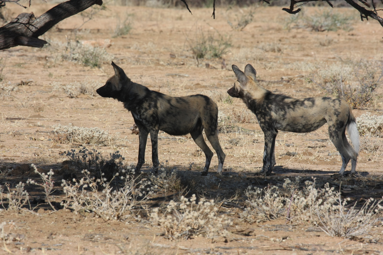 [1724] 2016_06_22_03_20_07_Africa_Canon_EOS_40D_IMG__07834.jpg