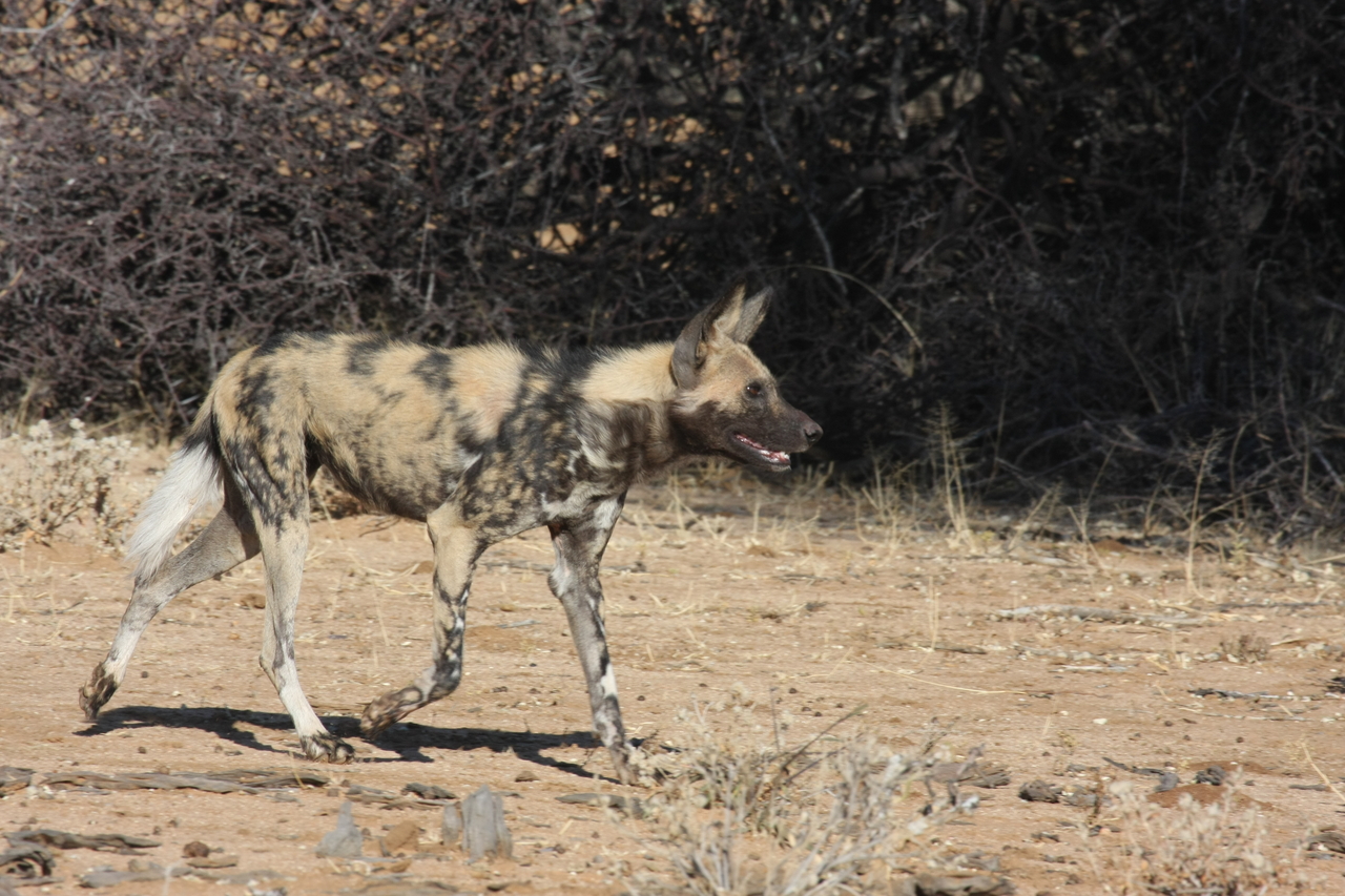 [1740] 2016_06_22_03_20_15_Africa_Canon_EOS_40D_IMG__00393.jpg