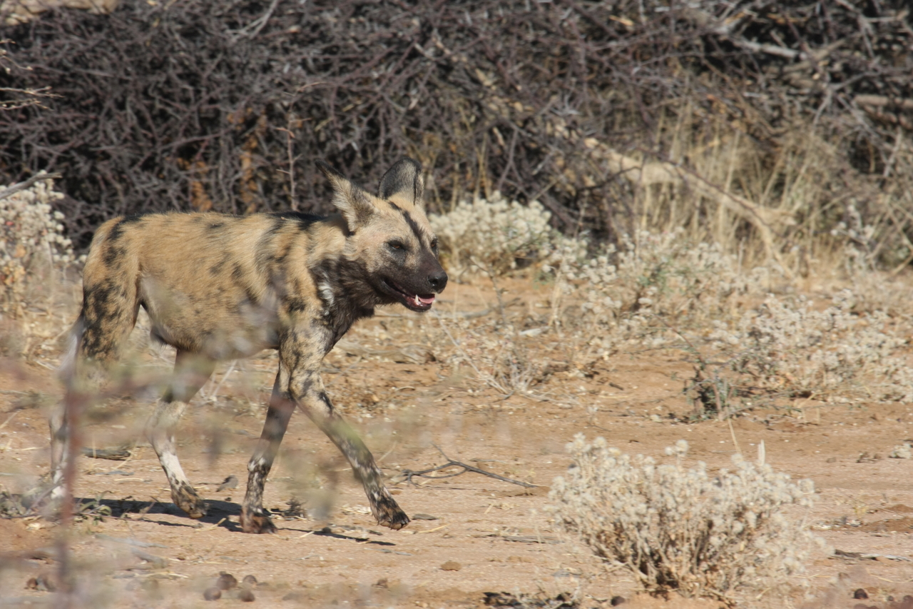 [1745] 2016_06_22_03_20_23_Africa_Canon_EOS_40D_IMG__00375.jpg